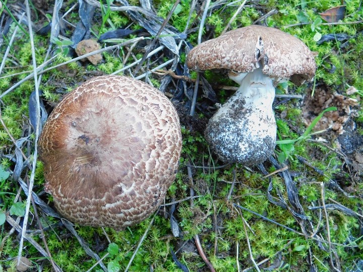 22 Fotogr il 18.12.2021 sotto Leccio ultimo ritrovamento